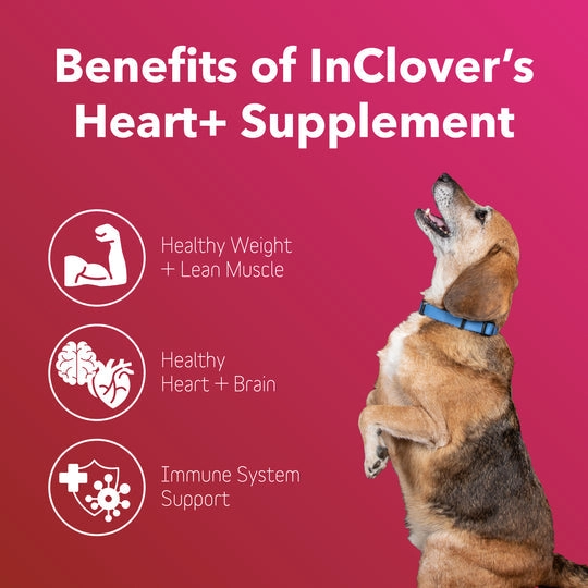 InClover BioVibrant Heart Health Powder Supplement for Dogs & Cats